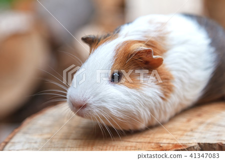 A small guinea pig sits on a stump A small guinea pig sits on a stump 41347083
