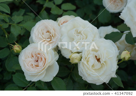 Roses (Bran Pierre de Ronsar) Sakaki Chikumagawa Rose Park 41347092