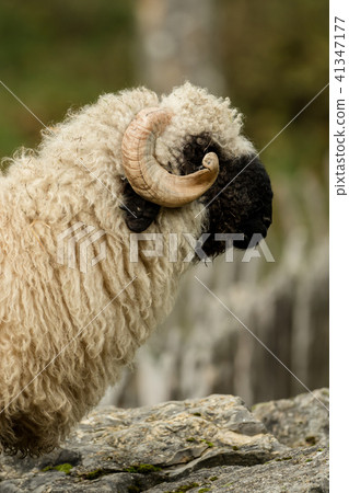 Valais black nose with soft bokeh Valais black nose with soft bokeh 41347177