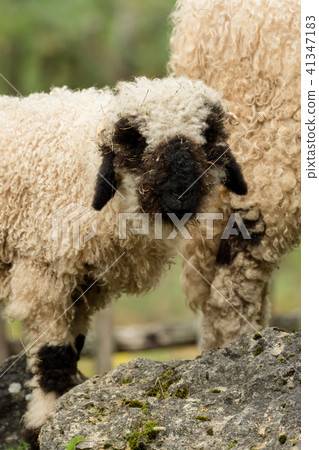 Valais black nose with soft bokeh Valais black nose with soft bokeh 41347183