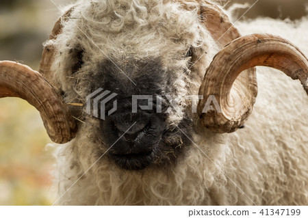 Valais black nose with soft bokeh Valais black nose with soft bokeh 41347199