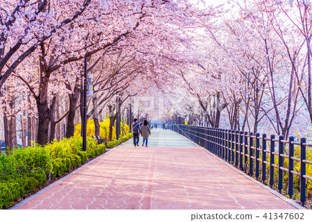 Cherry blossom of Spring in Seoul, South Korea . Cherry blossom of Spring in Seoul, South Korea . 41347602