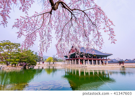 Cherry blossom in Gyeongbokgung Palace.Seoul korea 41347603