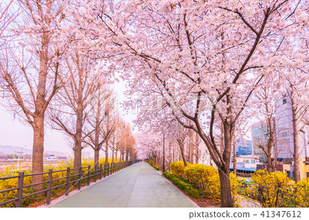 Cherry blossom of Spring in Seoul, South Korea . Cherry blossom of Spring in Seoul, South Korea . 41347612