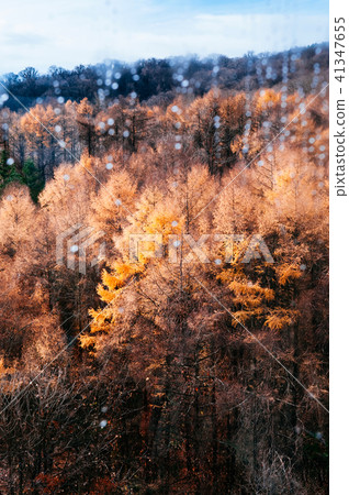 Hokkaido Usuzan mountain forest autumn foliage 41347655