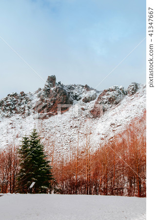 Hokkaido Usuzan mountain forest winter foliage Hokkaido Usuzan mountain forest winter foliage 41347667