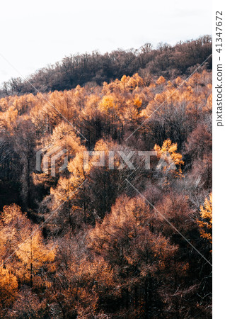 Hokkaido Usuzan mountain forest autumn foliage 41347672