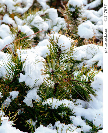 Juniper branches covered with white snow in Japan Juniper branches covered with white snow in Japan 41347677