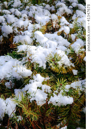 Juniper branches covered with white snow in Japan Juniper branches covered with white snow in Japan 41347678