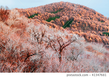 Hokkaido Usuzan mountain forest in winter Hokkaido Usuzan mountain forest in winter 41347681