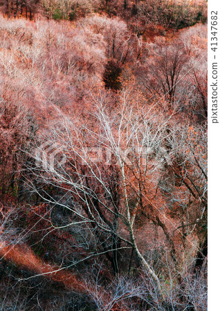 Hokkaido Usuzan mountain forest in winter  41347682