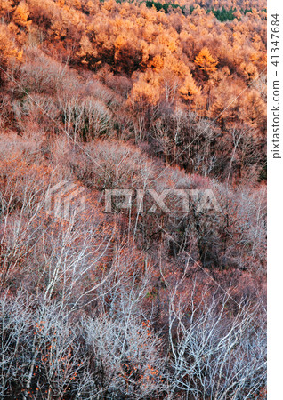 Hokkaido Usuzan mountain forest in winter  41347684
