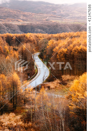 Hokkaido highway with autumn foliage yellow forest Hokkaido highway with autumn foliage yellow forest 41347686