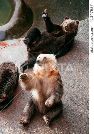 Brown Bears at tourist Noboribetsu Bear Park Brown Bears at tourist Noboribetsu Bear Park 41347687