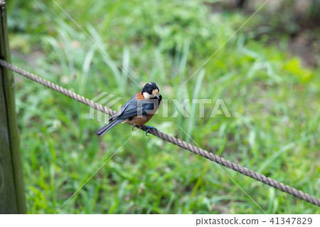 Yamagara stopped on the rope Yamagara stopped on the rope 41347829