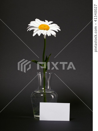 flower is in vase on blank background 41348027