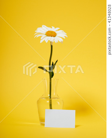flower is in vase on blank background 41348028