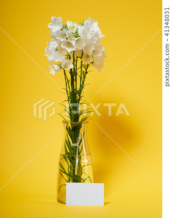 flower is in vase on blank background 41348031