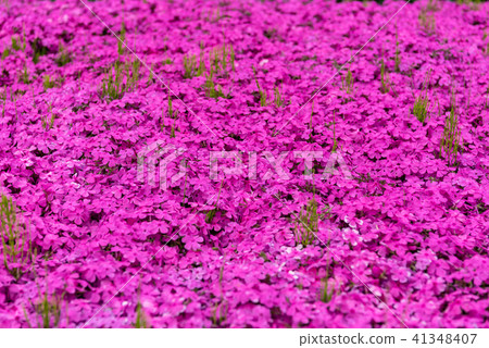 Shibazakura flowers bloomed on one side of pink 41348407
