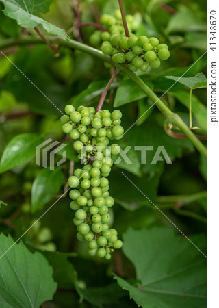 Young fruits of mountain grapes 41348670