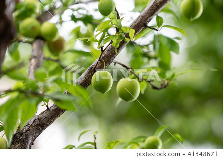 李子的年輕果子 41348671