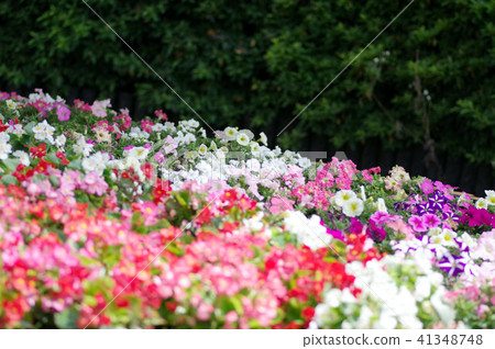 The flower bed of Begonia 41348748