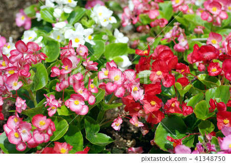 海棠花床 海棠花床 41348750