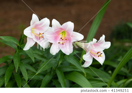 粉色百合花 粉色百合花 41349251