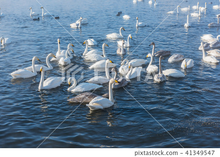 Beautiful white whooping swans Beautiful white whooping swans 41349547