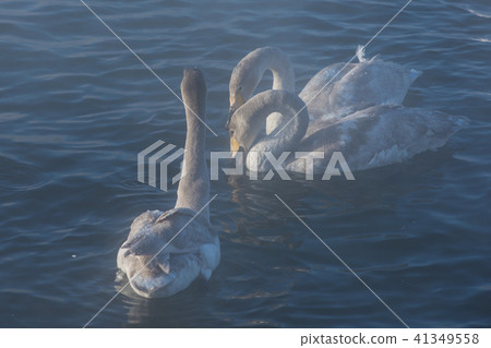 Beautiful white whooping swans Beautiful white whooping swans 41349558