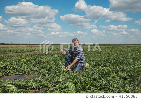 Farmer examining watermelon fruit crop in field 41350063