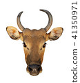 Bos javanicus Head. Red ox is a wild cow. 41350971