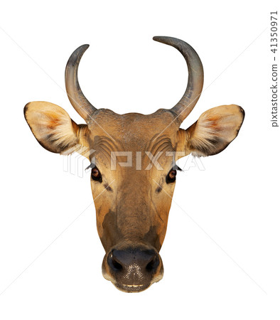 Bos javanicus Head. Red ox is a wild cow. Bos javanicus Head. Red ox is a wild cow. 41350971