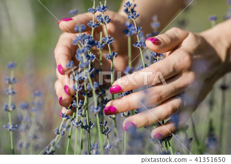 Female hand touching lavender flowers Female hand touching lavender flowers 41351650