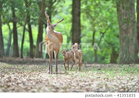 Newborn fawn Newborn fawn 41351835
