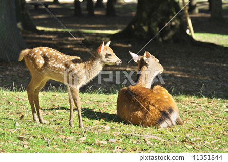 Newborn fawn Newborn fawn 41351844