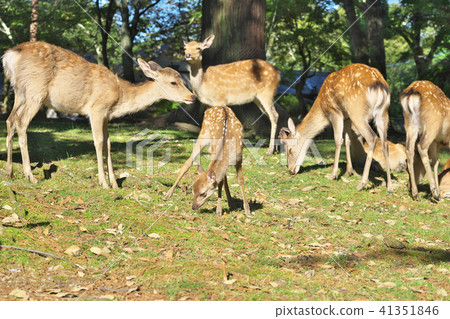 新生小鹿 41351846