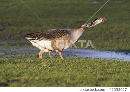 Canada goose-Hybride (Branta canadagensis) Canada goose-Hybride (Branta canadagensis) 41352027
