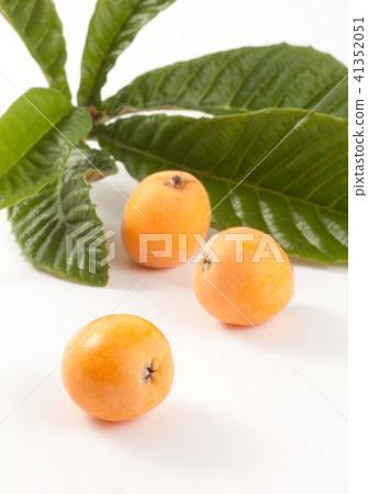 Loquat Loquat 41352051