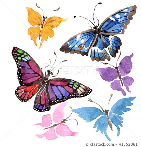 Rare butterflies wild insect in a watercolor style isolated. Rare butterflies wild insect in a watercolor style isolated. 41352061