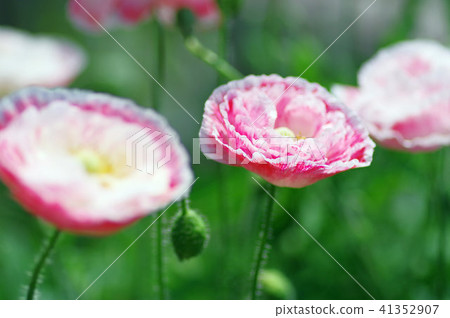 Poppy flowers 41352907