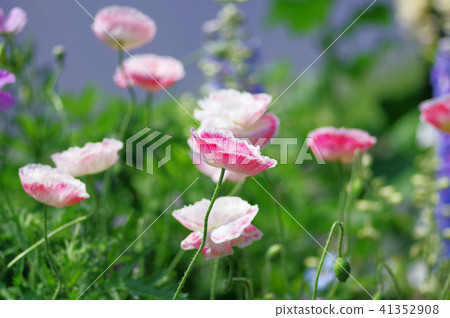 Poppy flowers 41352908