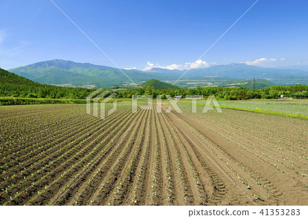 Cabbage seedling line Cabbage seedling line 41353283