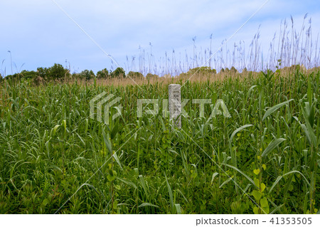 Maorin-jima Marshland Gunma prefecture Tatebayashi City 41353505