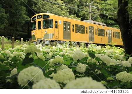 從北山公園眺望西武西武園線列車和繡球花 41353591