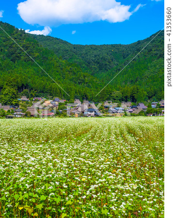 Buckwheat flower and Miyama Seki no Sato 41353660