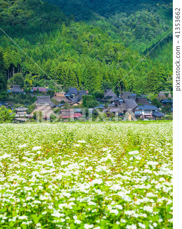 Buckwheat flower and Miyama Seki no Sato 41353662