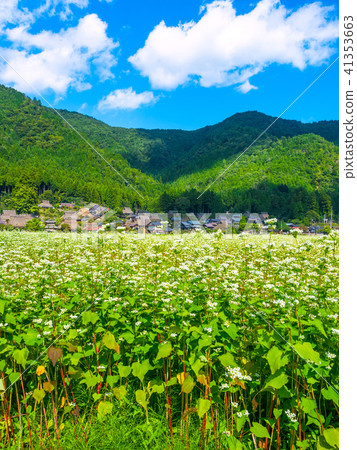 Buckwheat flower and Miyama Seki no Sato 41353663