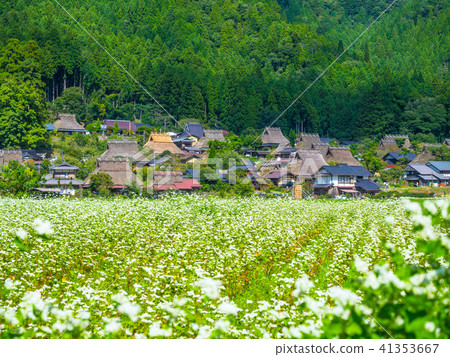Buckwheat flower and Miyama Seki no Sato 41353667