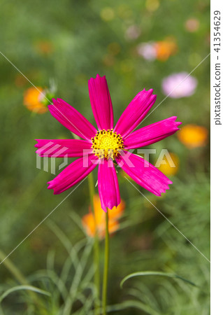 Cosmos Cosmos 41354629